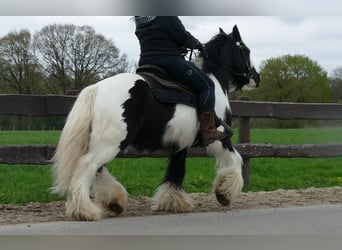 Cob Irlandese / Tinker / Gypsy Vanner, Castrone, 7 Anni, 142 cm, Pezzato