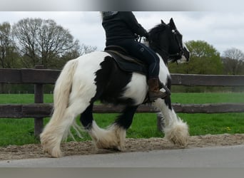 Cob Irlandese / Tinker / Gypsy Vanner, Castrone, 7 Anni, 142 cm, Pezzato