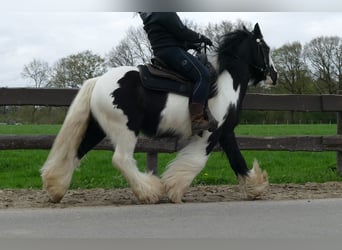 Cob Irlandese / Tinker / Gypsy Vanner, Castrone, 7 Anni, 142 cm, Pezzato