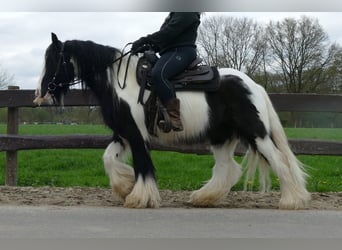 Cob Irlandese / Tinker / Gypsy Vanner, Castrone, 7 Anni, 142 cm, Pezzato