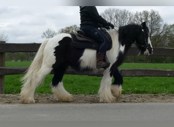 Cob Irlandese / Tinker / Gypsy Vanner, Castrone, 7 Anni, 142 cm, Pezzato