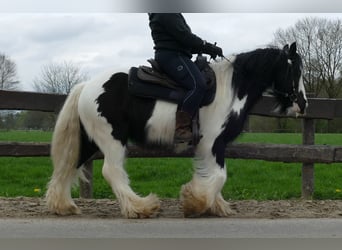Cob Irlandese / Tinker / Gypsy Vanner, Castrone, 7 Anni, 142 cm, Pezzato