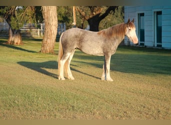Cob Irlandese / Tinker / Gypsy Vanner, Castrone, 7 Anni, 142 cm, Roano blu