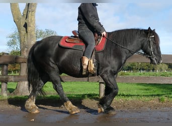 Cob Irlandese / Tinker / Gypsy Vanner, Castrone, 7 Anni, 146 cm, Morello