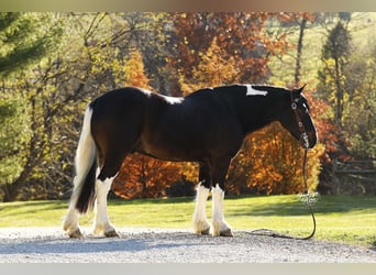 Cob Irlandese / Tinker / Gypsy Vanner Mix, Castrone, 7 Anni, 147 cm, Tobiano-tutti i colori