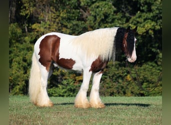 Cob Irlandese / Tinker / Gypsy Vanner, Castrone, 7 Anni, 152 cm, Baio ciliegia