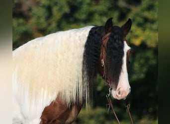 Cob Irlandese / Tinker / Gypsy Vanner, Castrone, 7 Anni, 152 cm, Baio ciliegia