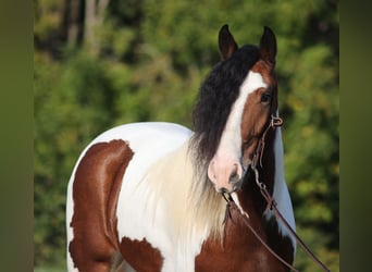 Cob Irlandese / Tinker / Gypsy Vanner, Castrone, 7 Anni, 152 cm, Baio ciliegia