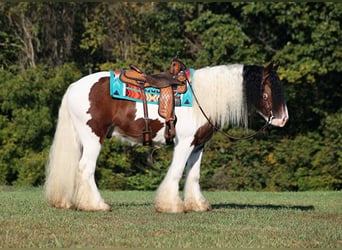Cob Irlandese / Tinker / Gypsy Vanner, Castrone, 7 Anni, 152 cm, Baio ciliegia