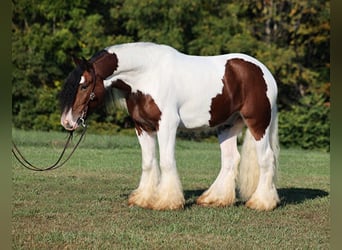 Cob Irlandese / Tinker / Gypsy Vanner, Castrone, 7 Anni, 152 cm, Baio ciliegia