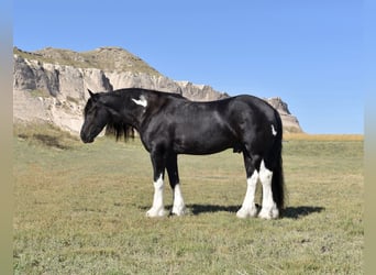 Cob Irlandese / Tinker / Gypsy Vanner, Castrone, 7 Anni, 152 cm, Morello