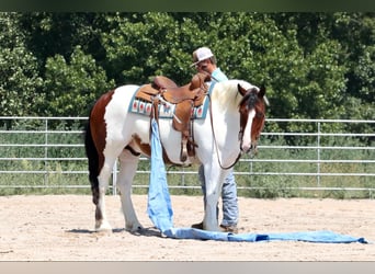 Cob Irlandese / Tinker / Gypsy Vanner Mix, Castrone, 7 Anni, 152 cm