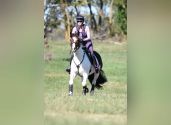 Cob Irlandese / Tinker / Gypsy Vanner Mix, Castrone, 7 Anni, 152 cm