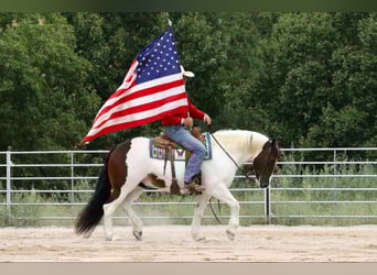 Cob Irlandese / Tinker / Gypsy Vanner Mix, Castrone, 7 Anni, 152 cm