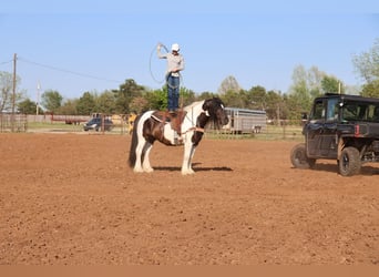 Cob Irlandese / Tinker / Gypsy Vanner, Castrone, 7 Anni, 152 cm, Pezzato