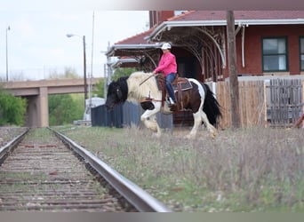 Cob Irlandese / Tinker / Gypsy Vanner, Castrone, 7 Anni, 152 cm, Pezzato