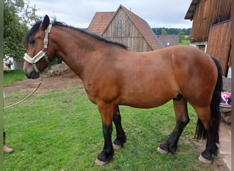 Cob Irlandese / Tinker / Gypsy Vanner Mix, Castrone, 7 Anni, 154 cm, Baio