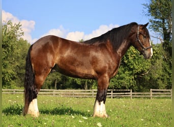 Cob Irlandese / Tinker / Gypsy Vanner, Castrone, 7 Anni, 157 cm, Baio ciliegia