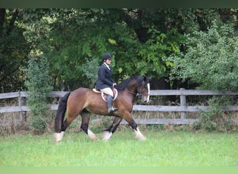Cob Irlandese / Tinker / Gypsy Vanner, Castrone, 7 Anni, 157 cm, Baio ciliegia
