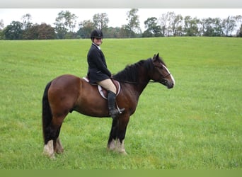 Cob Irlandese / Tinker / Gypsy Vanner, Castrone, 7 Anni, 157 cm, Baio ciliegia
