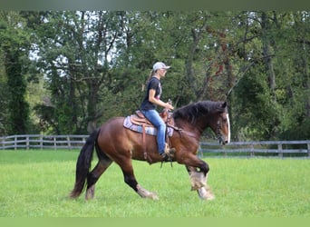 Cob Irlandese / Tinker / Gypsy Vanner, Castrone, 7 Anni, 157 cm, Baio ciliegia