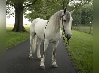 Cob Irlandese / Tinker / Gypsy Vanner, Castrone, 7 Anni, 160 cm, Grigio
