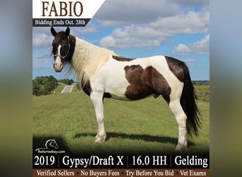 Cob Irlandese / Tinker / Gypsy Vanner Mix, Castrone, 7 Anni, 163 cm, Tobiano-tutti i colori