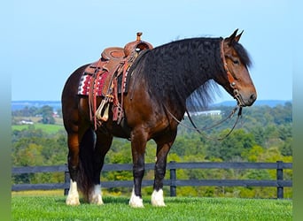 Cob Irlandese / Tinker / Gypsy Vanner, Castrone, 7 Anni, Baio ciliegia