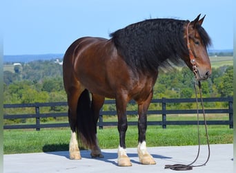 Cob Irlandese / Tinker / Gypsy Vanner, Castrone, 7 Anni, Baio ciliegia