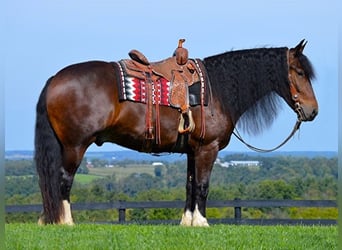 Cob Irlandese / Tinker / Gypsy Vanner, Castrone, 7 Anni, Baio ciliegia