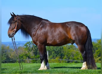 Cob Irlandese / Tinker / Gypsy Vanner, Castrone, 7 Anni, Baio ciliegia