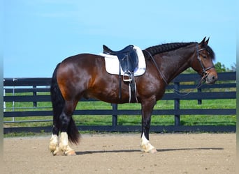 Cob Irlandese / Tinker / Gypsy Vanner, Castrone, 7 Anni, Baio ciliegia