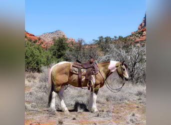 Cob Irlandese / Tinker / Gypsy Vanner Mix, Castrone, 7 Anni