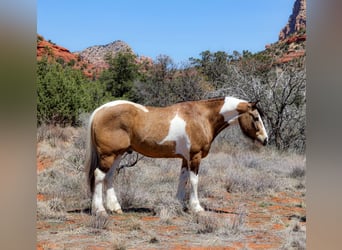 Cob Irlandese / Tinker / Gypsy Vanner Mix, Castrone, 7 Anni