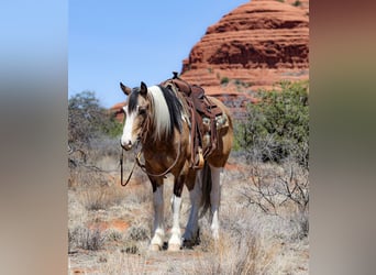 Cob Irlandese / Tinker / Gypsy Vanner Mix, Castrone, 7 Anni