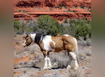 Cob Irlandese / Tinker / Gypsy Vanner Mix, Castrone, 7 Anni