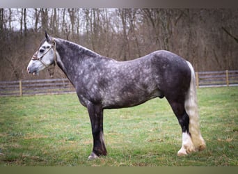 Cob Irlandese / Tinker / Gypsy Vanner, Castrone, 7 Anni, Grigio pezzato