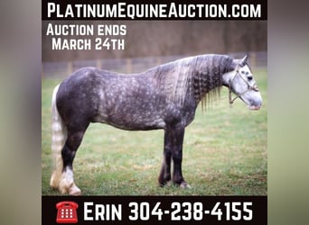 Cob Irlandese / Tinker / Gypsy Vanner, Castrone, 7 Anni, Grigio pezzato