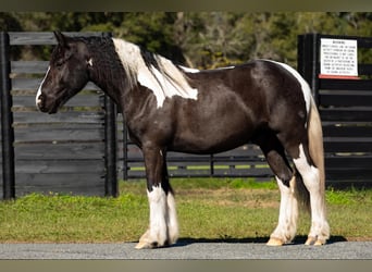 Cob Irlandese / Tinker / Gypsy Vanner, Castrone, 7 Anni, Tobiano-tutti i colori