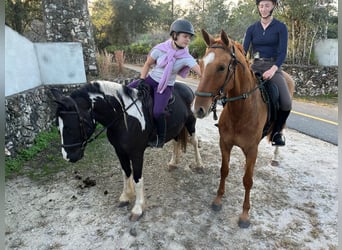 Cob Irlandese / Tinker / Gypsy Vanner, Castrone, 7 Anni, Tobiano-tutti i colori