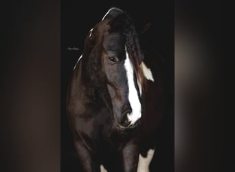 Cob Irlandese / Tinker / Gypsy Vanner, Castrone, 7 Anni, Tobiano-tutti i colori