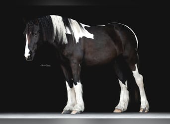 Cob Irlandese / Tinker / Gypsy Vanner, Castrone, 7 Anni, Tobiano-tutti i colori