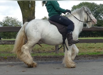 Cob Irlandese / Tinker / Gypsy Vanner, Castrone, 8 Anni, 125 cm, Grigio