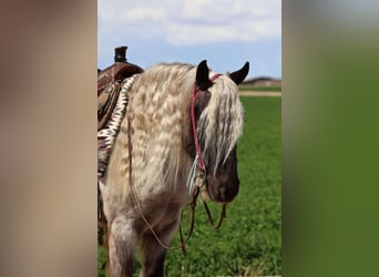 Cob Irlandese / Tinker / Gypsy Vanner Mix, Castrone, 8 Anni, 127 cm, Grigio