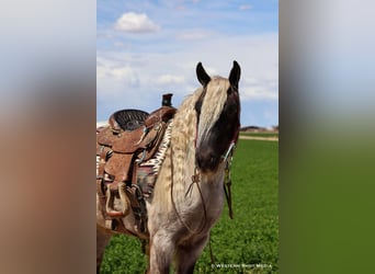 Cob Irlandese / Tinker / Gypsy Vanner Mix, Castrone, 8 Anni, 127 cm, Grigio