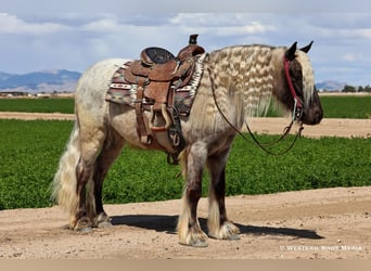 Cob Irlandese / Tinker / Gypsy Vanner Mix, Castrone, 8 Anni, 127 cm, Grigio