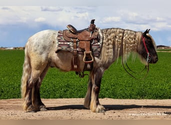 Cob Irlandese / Tinker / Gypsy Vanner Mix, Castrone, 8 Anni, 127 cm, Grigio