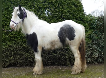 Cob Irlandese / Tinker / Gypsy Vanner, Castrone, 8 Anni, 131 cm, Pezzato