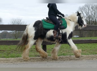 Cob Irlandese / Tinker / Gypsy Vanner, Castrone, 8 Anni, 131 cm, Pezzato