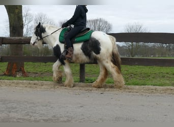 Cob Irlandese / Tinker / Gypsy Vanner, Castrone, 8 Anni, 131 cm, Pezzato